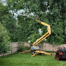 Best Palm Tree Trimming  in St Clair, MI