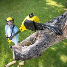 Best Arborist Consultation Services  in St Clair, MI