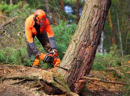 Reliable St Clair, MI  Tree Services Solutions