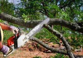 Best Tree Health Inspection  in St Clair, MI