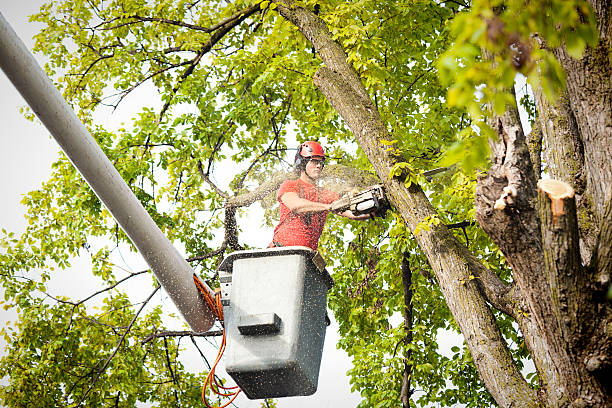 Seasonal Cleanup (Spring/Fall) in St Clair, MI