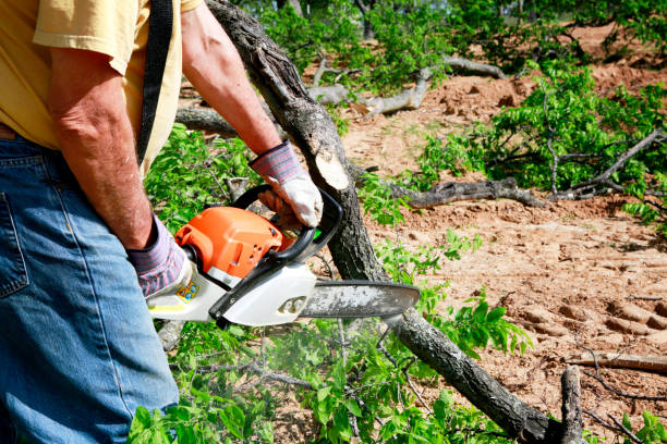 Best Tree Trimming and Pruning  in St Clair, MI